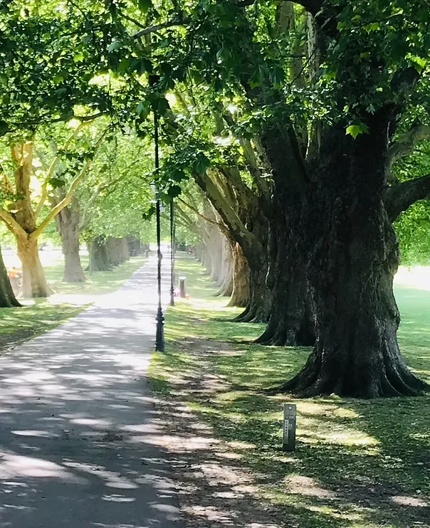 The avenue on Jesus Green, Cambridge